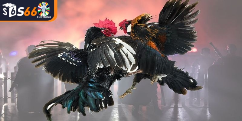 Quy trình tổ chức và cách thức thi đấu của đá gà cựa dao