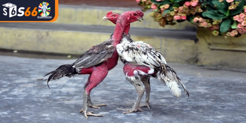 Đá gà là một trò chơi trí tuệ có truyền thống lâu đời tại nhiều quốc gia