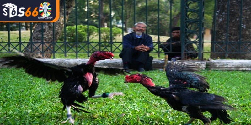 Trò chơi đá gà nòi có một lịch sử lâu dài và đầy thú vị