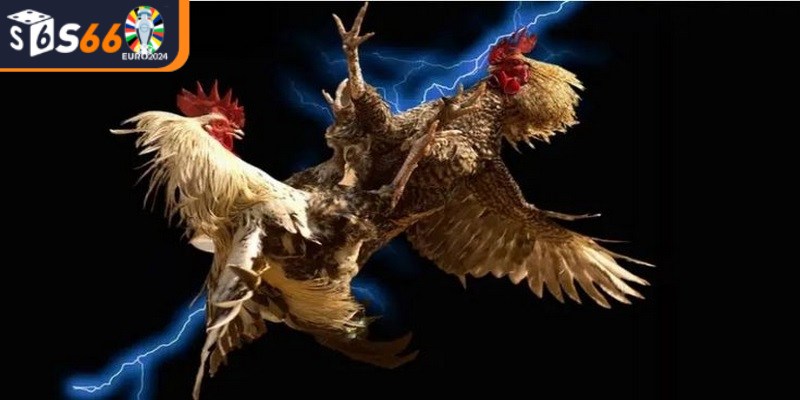 Hướng dẫn tham gia đá gà S66 với các bước đơn giản nhanh chóng