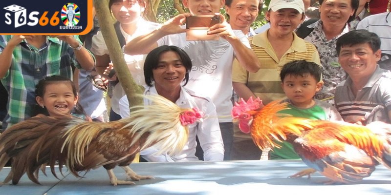 Những điều cần lưu ý khi chơi đá gà tre tại nhà cái